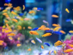 9 Ikan Hias Air Tawar, Warna Menarik Bikin Aquarium Meriah