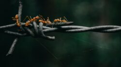 Kehebatan Semut Bikin ‘Jembatan’ Bisa Jadi Inspirasi dalam Dunia Robotika