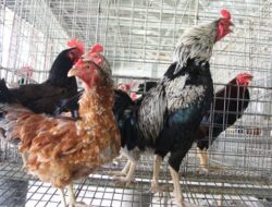 Ternak Ayam Kampung, Cara Bikin Kandang Sehat, Setahun Tidak Bersihkan Kandang 
